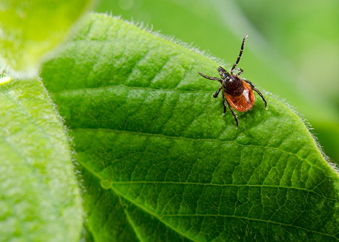 Lyme kór gyorstest és Ph teszt
