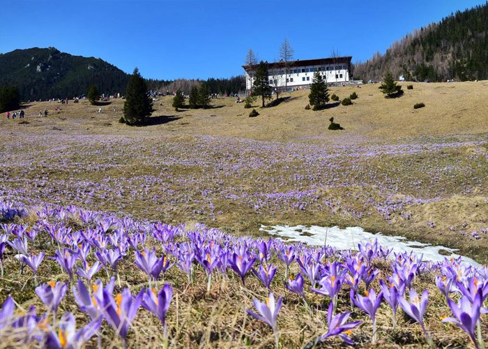 3 napos kirándulás a lengyelországi Tátrában és Zakopanében krókuszvirágzás idején, buszos utazással, reggelivel, csoportkísérő idegenvezetővel
