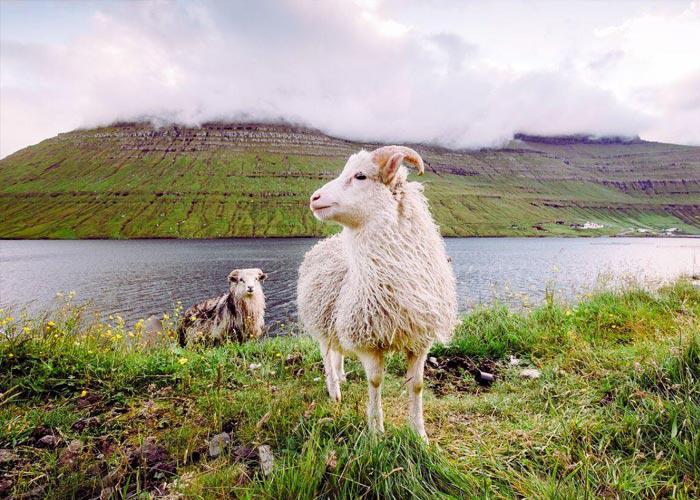 Kirándulás a Feröer-szigeteken, repülőjeggyel, illetékkel, reggelivel, helyi közlekedéssel, idegenvezetéssel – vár a fjordok, öblök és bálnák világa
