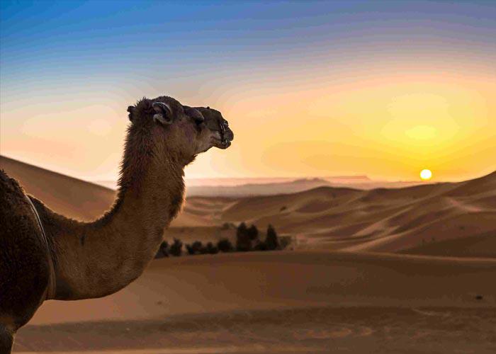 8 napos marokkói körutazás, repülőjeggyel, illetékkel, reggelivel, 6 főétkezéssel, 4*-os szállásokkal, idegenvezetéssel
