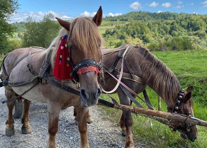 4 napos kirándulás Máramaroson, busszal, reggelivel, szállással autentikus gerendaházakban, idegenvezetéssel
