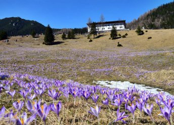 3 napos kirándulás a lengyelországi Tátrában és Zakopanében krókuszvirágzás idején, buszos utazással, reggelivel, csoportkísérő idegenvezetővel
