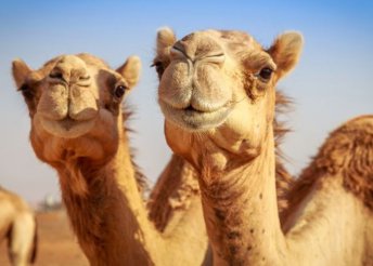 Őszi nyaralás Dubajban, repülőjeggyel, illetékkel, reggelivel, 4*-os szállással, idegenvezetéssel
