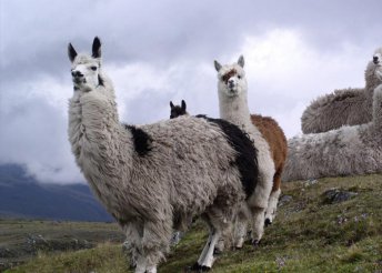 Körutazás Kolumbiában és Ecuadorban, repülőjeggyel, illetékkel, félpanzióval, 3-4*-os szállásokkal, idegenvezetéssel
