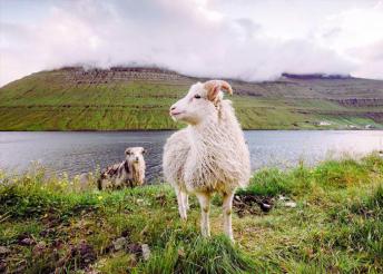 Kirándulás a Feröer-szigeteken, repülőjeggyel, illetékkel, reggelivel, helyi közlekedéssel, idegenvezetéssel – vár a fjordok, öblök és bálnák világa
