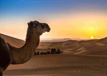 8 napos marokkói körutazás, repülőjeggyel, illetékkel, reggelivel, 6 főétkezéssel, 4*-os szállásokkal, idegenvezetéssel
