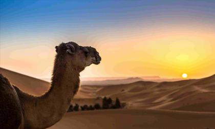 8 napos marokkói körutazás, repülőjeggyel, illetékkel, reggelivel, 6 főétkezéssel